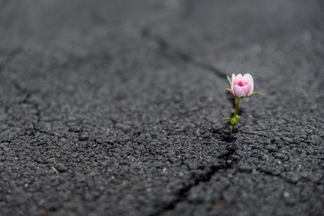 Pink flower makes its way through crack in black pavement