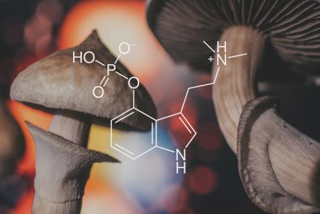 mushrooms with chemical makeup overlaid