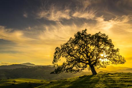 CA rural scene