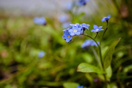 Blue forget me nots, single stem
